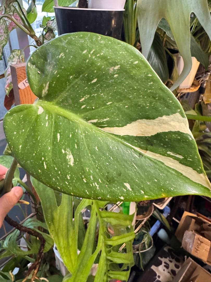希少　斑入り 本物　モンステラ　デリシオーサ タイコン　ミニ　コンパクタ