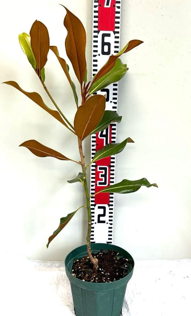 35.ケイパレス マグノリア 泰山木 タイサンボク 苗 苗木 小型品種