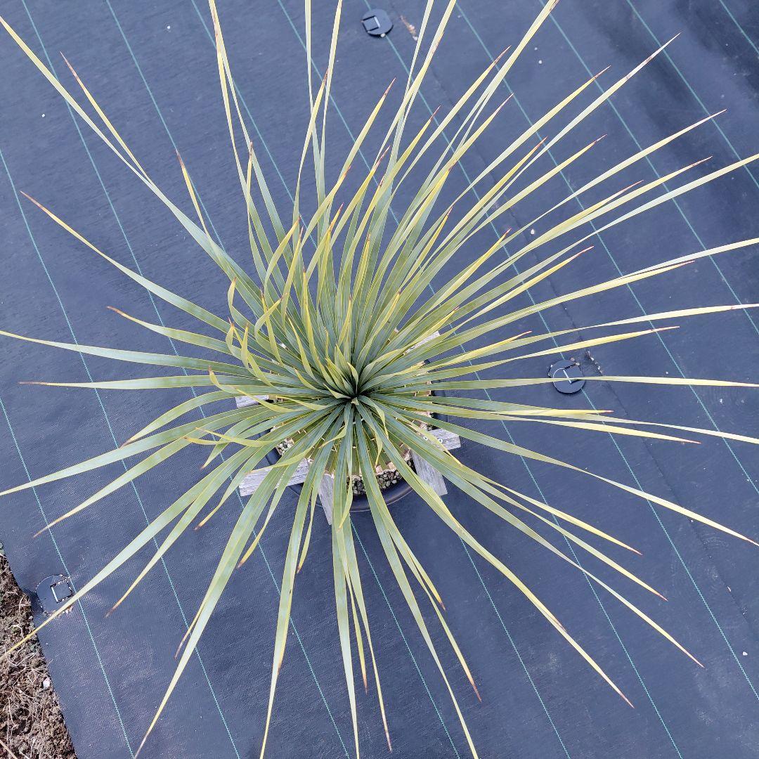 ユッカ ロストラータ　ブルーサンダー①