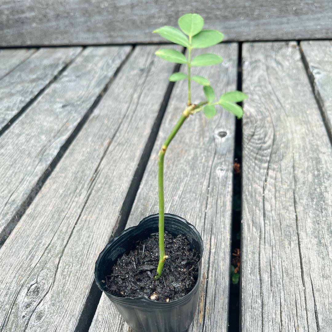 ⭐️専用⭐️薔薇　キングローズ  つるバラ   挿し木根付き苗