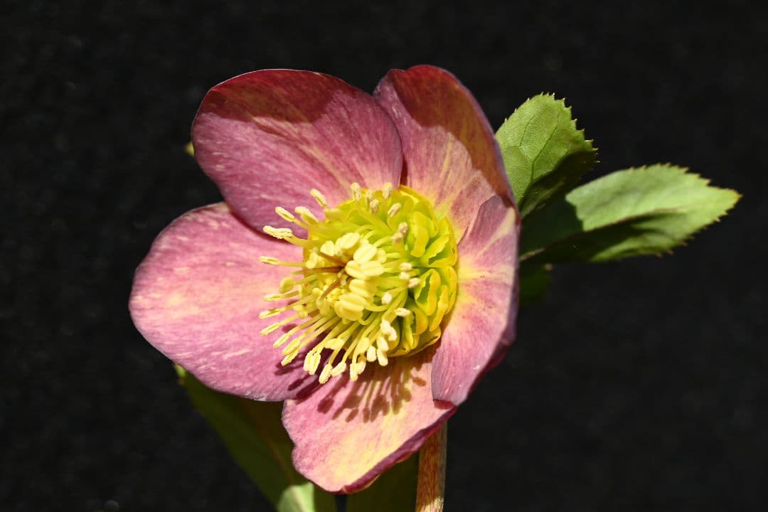 クリスマスローズ　認定sd絞り咲き　加藤農園