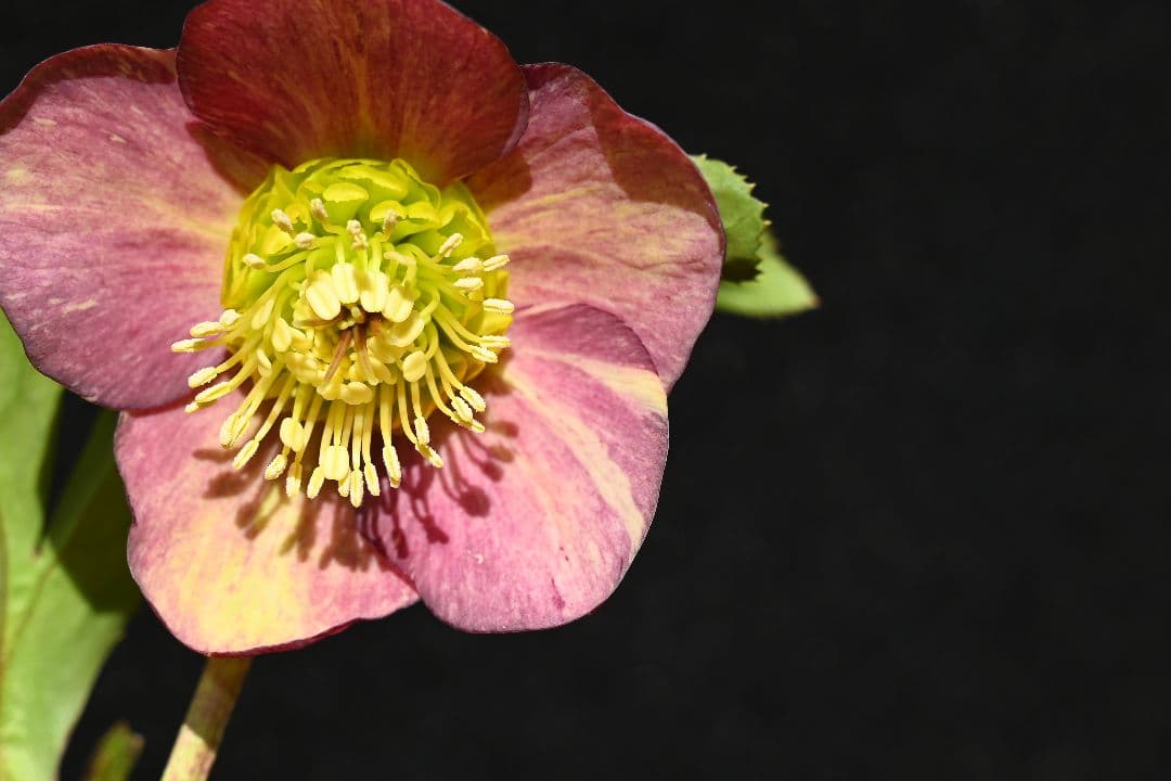 クリスマスローズ　認定sd絞り咲き　加藤農園