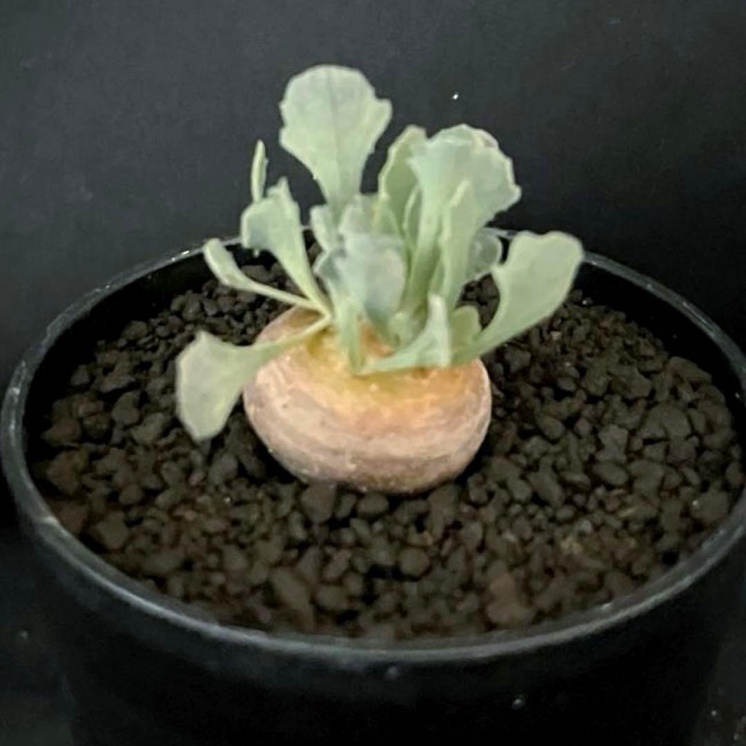 サルコカウロン ペニクリナム ユーフォルビオイデス カカリオイデス 激安セット