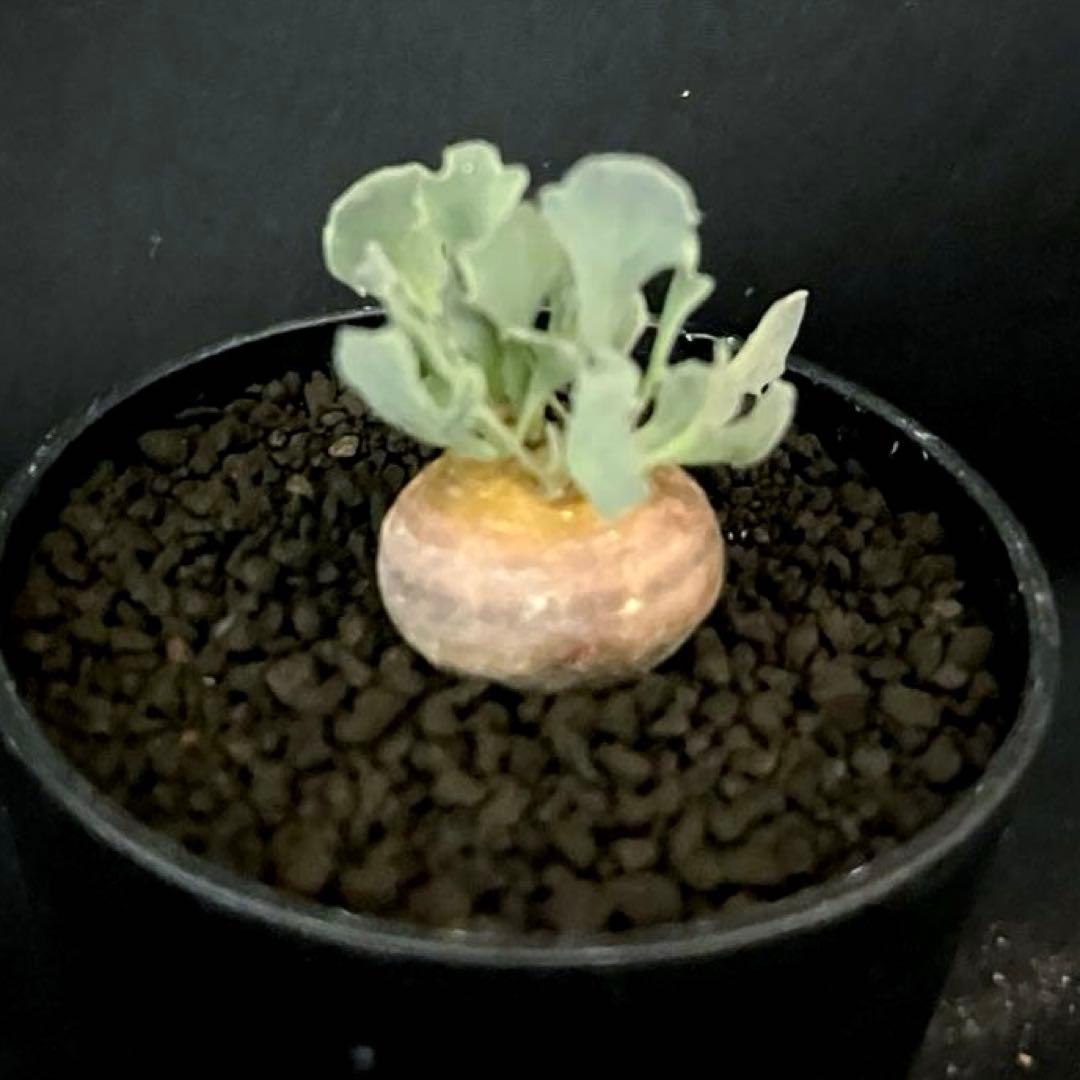 サルコカウロン ペニクリナム ユーフォルビオイデス カカリオイデス 激安セット