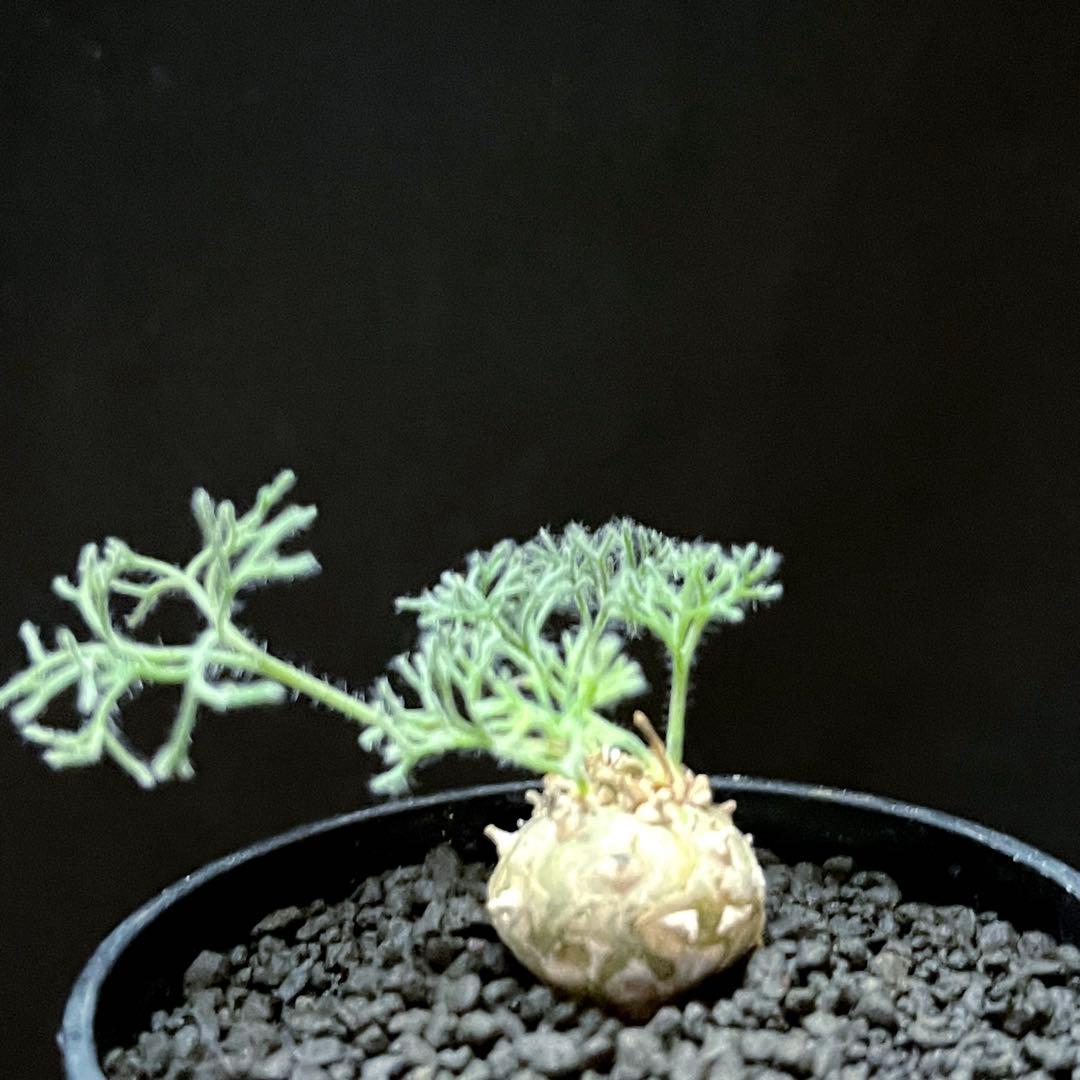 サルコカウロン ペニクリナム ユーフォルビオイデス カカリオイデス 激安セット