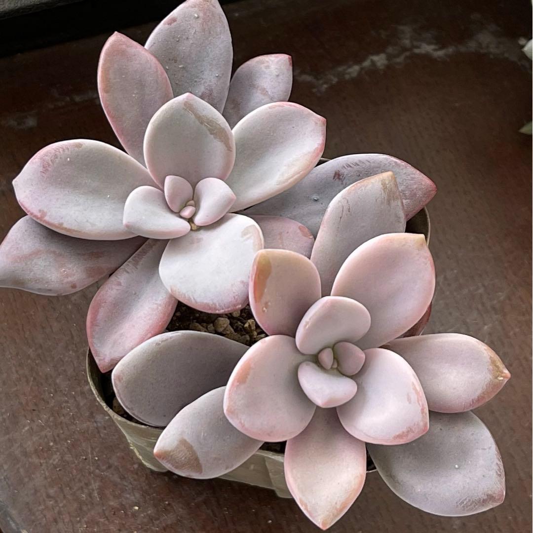 おまとめ中！39SALE！多肉植物^o^   ムラサキ