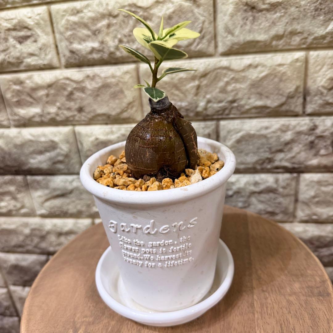 【専用】パンダガジュマル 斑入り ぷっくり塊根・発根済み 新芽あり4号鉢