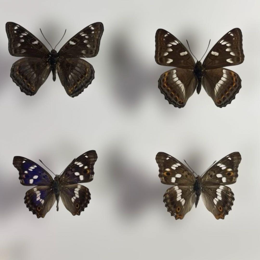 蝶標本、16匹 UV防止膜ドイツ箱