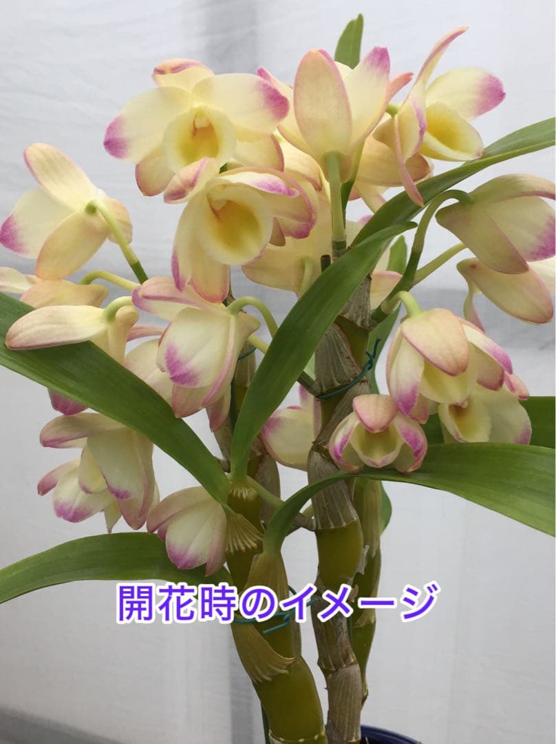 Bell様 リクエスト 3点 まとめ商品