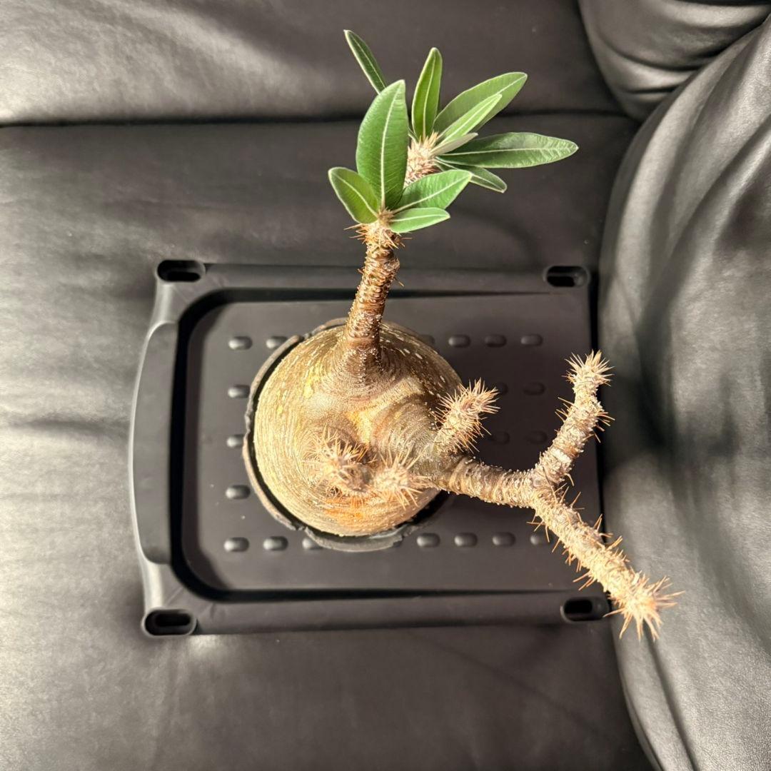 パキポディウム・グラキリス 現地球 発根済 115c2