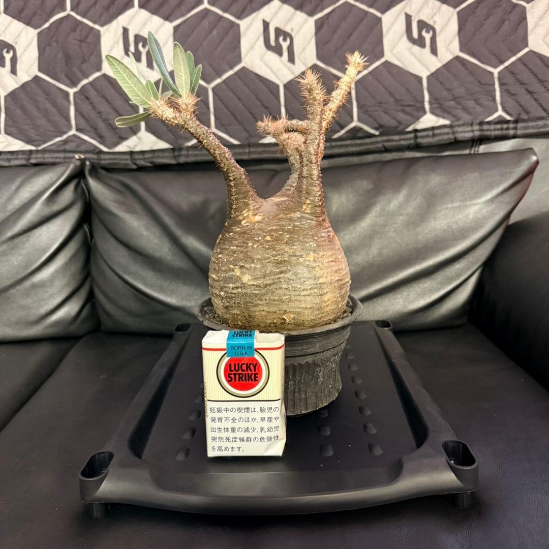 パキポディウム・グラキリス 現地球 発根済 115c2