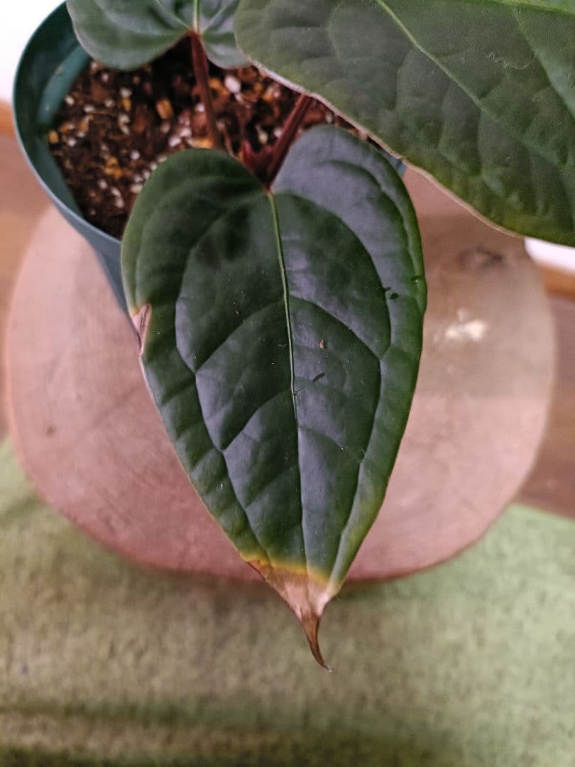 Anthurium クヤベノソウル × ルクスリアンス アンスリウム