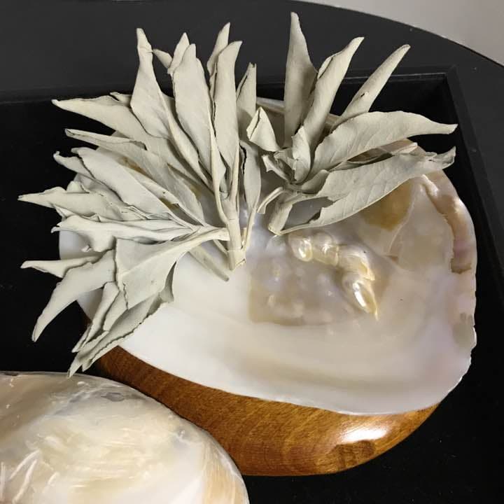 ★特選一点貝★コレは買いだ！【そう、イケチョウ貝だ】