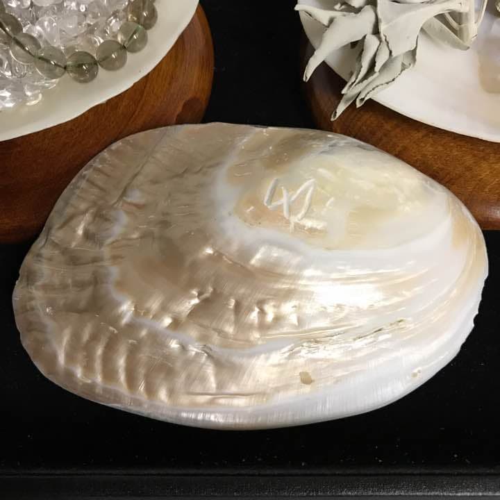 ★特選一点貝★コレは買いだ！【そう、イケチョウ貝だ】