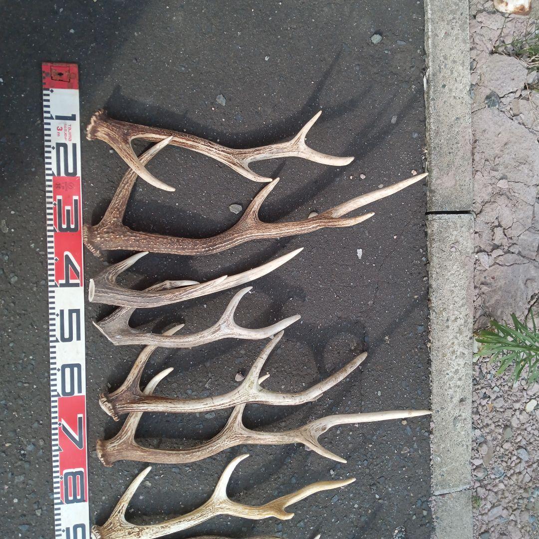 ク*ト様 天然鹿の角 犬用おもちゃ 工芸品などに　２番