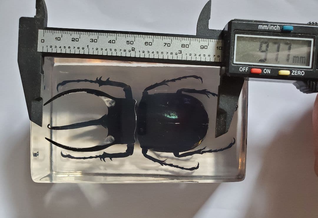 コーカサスオオカブト　ウェイト