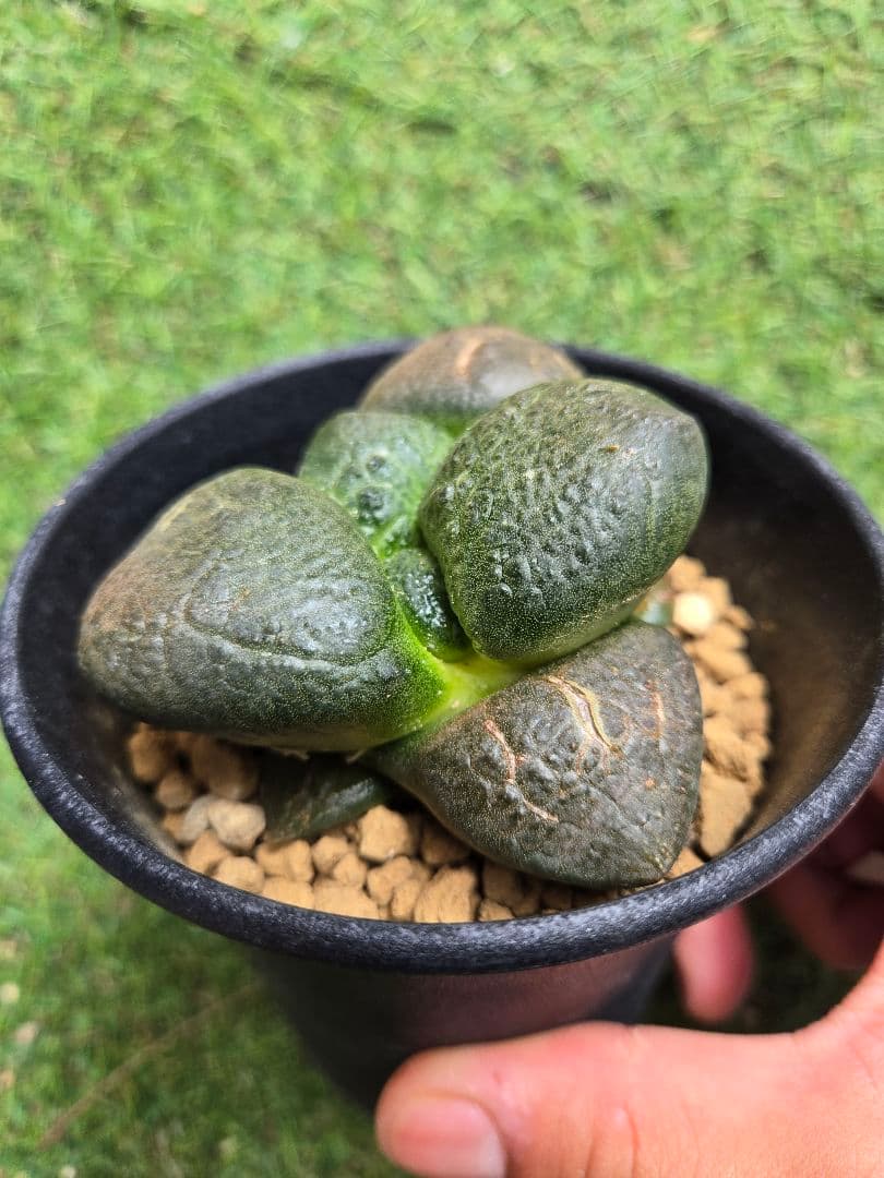 大疣連山 - 実生