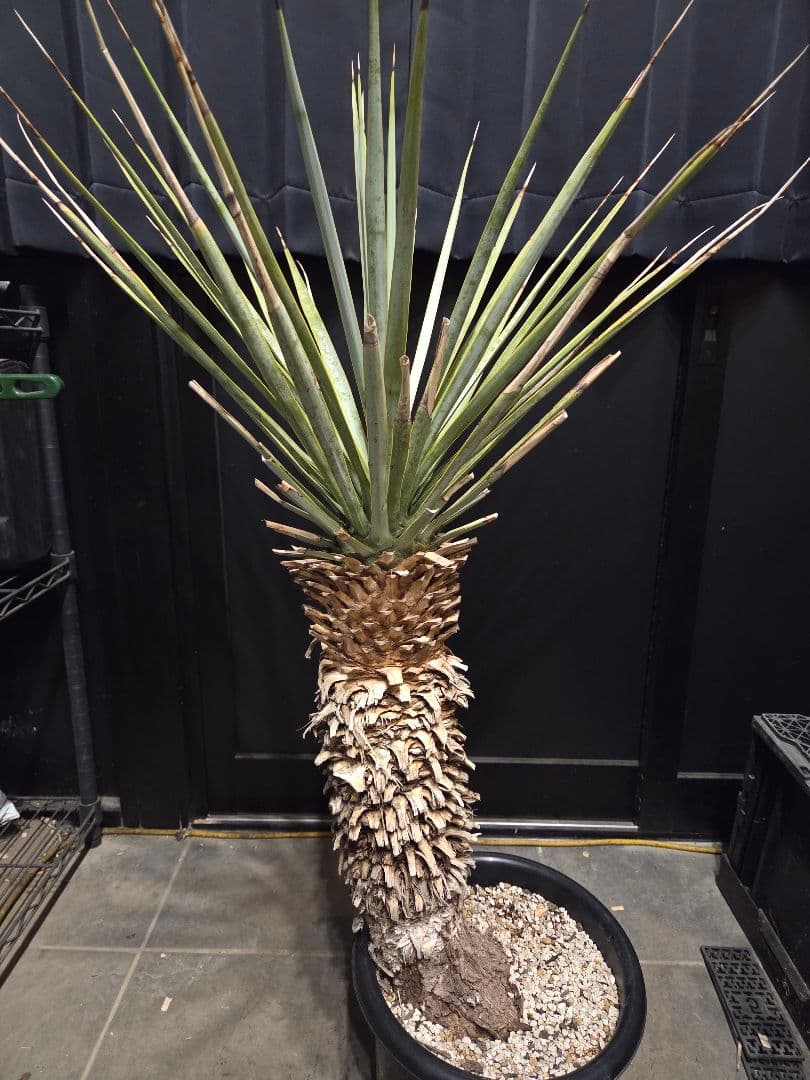 専用出品 特割 ユッカリギダ (あ)