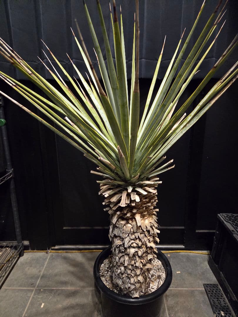 専用出品 特割 ユッカリギダ (あ)