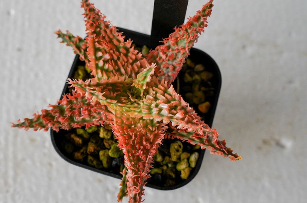 アロエハイブリッド