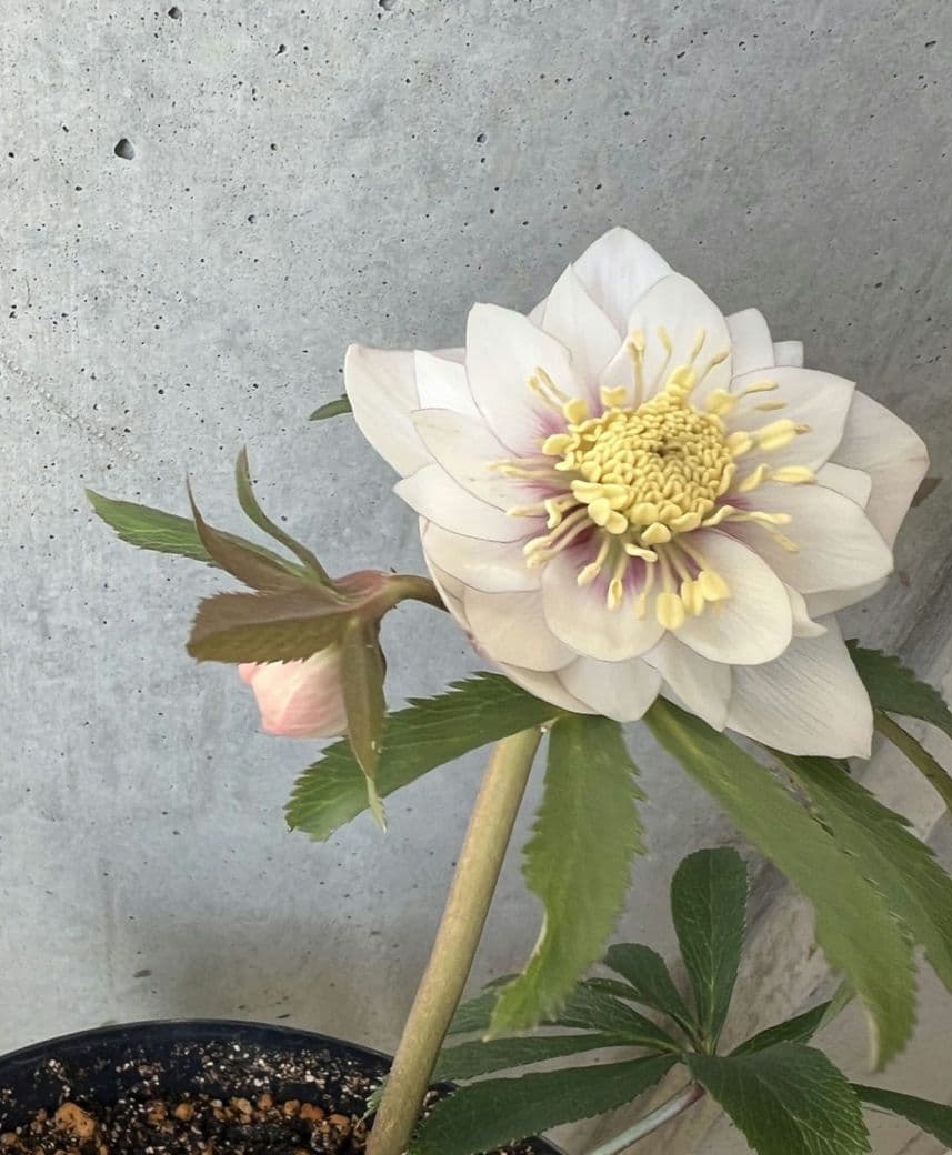 クリスマスローズ　ウィンターシンフォニー　静　dd　整形