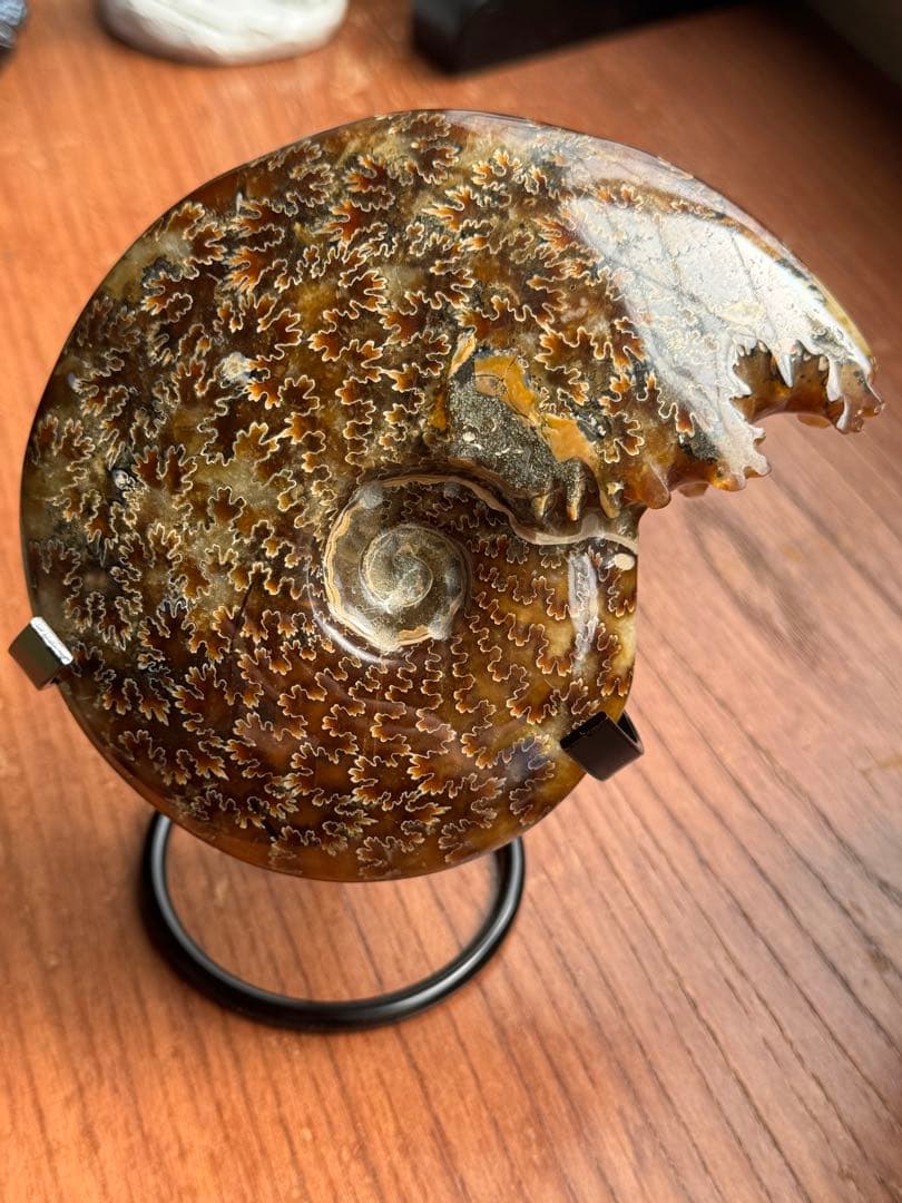 モロッコ産　アンモナイト　化石