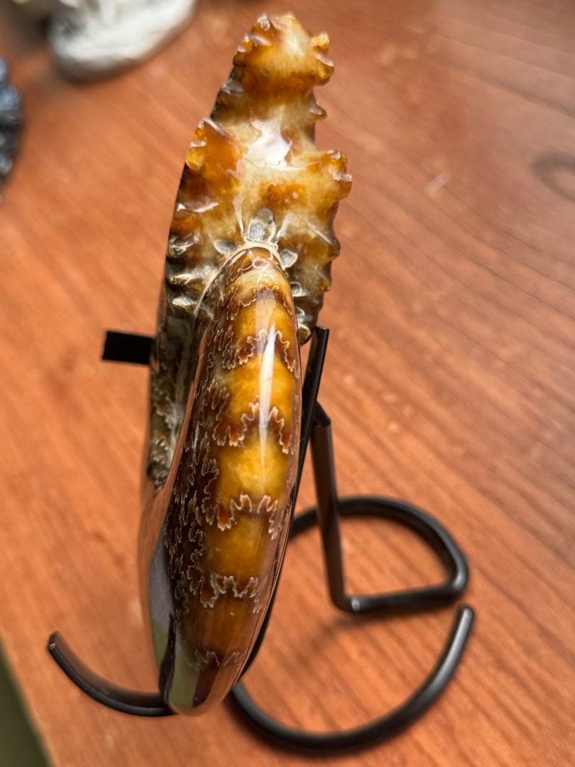 モロッコ産　アンモナイト　化石