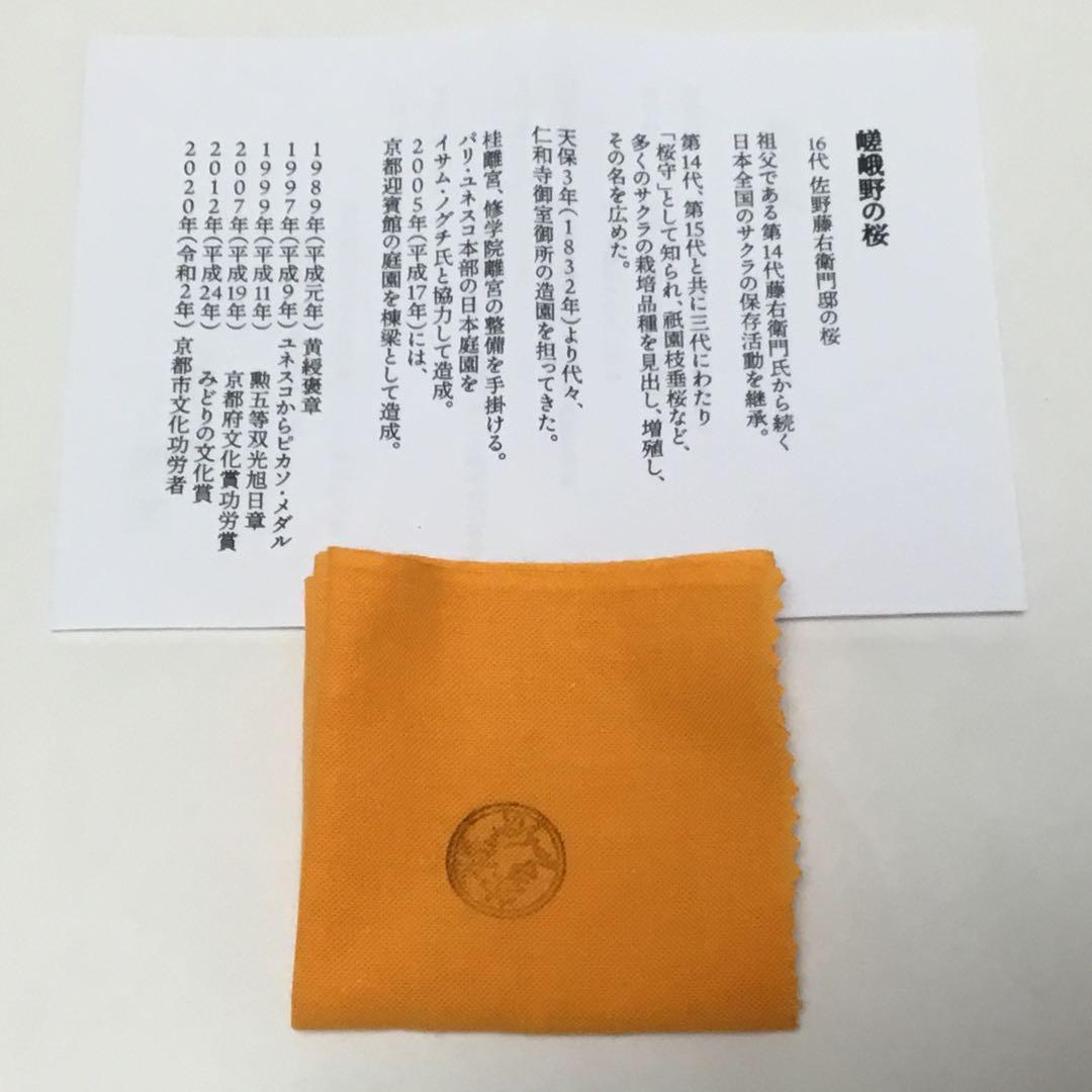 茶碗 乾山 嵯峨野の桜 壱休窯 桐箱付 茶道具 新品