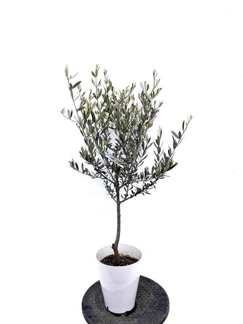 オリーブの木　アメリカン　7号　約110cm　K-294　希少品種　現品掲載