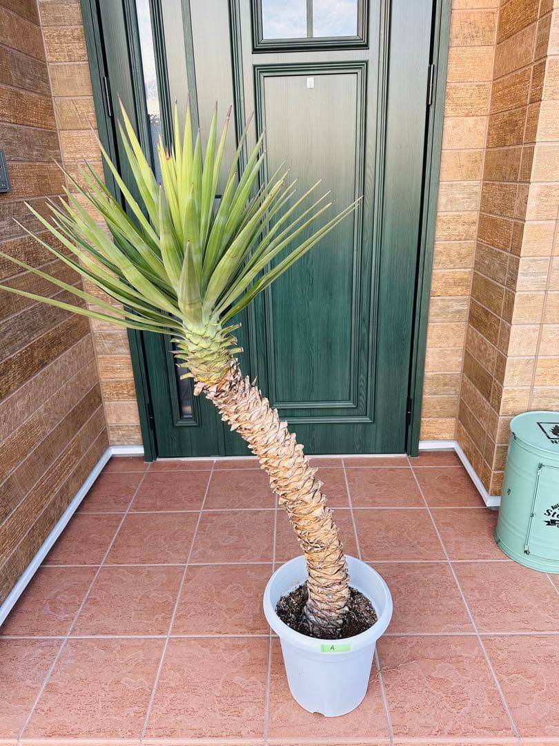 ユッカ　アロイフォリア【A】　極太　曲がり　個性的　ドライガーデン　ガーデニング