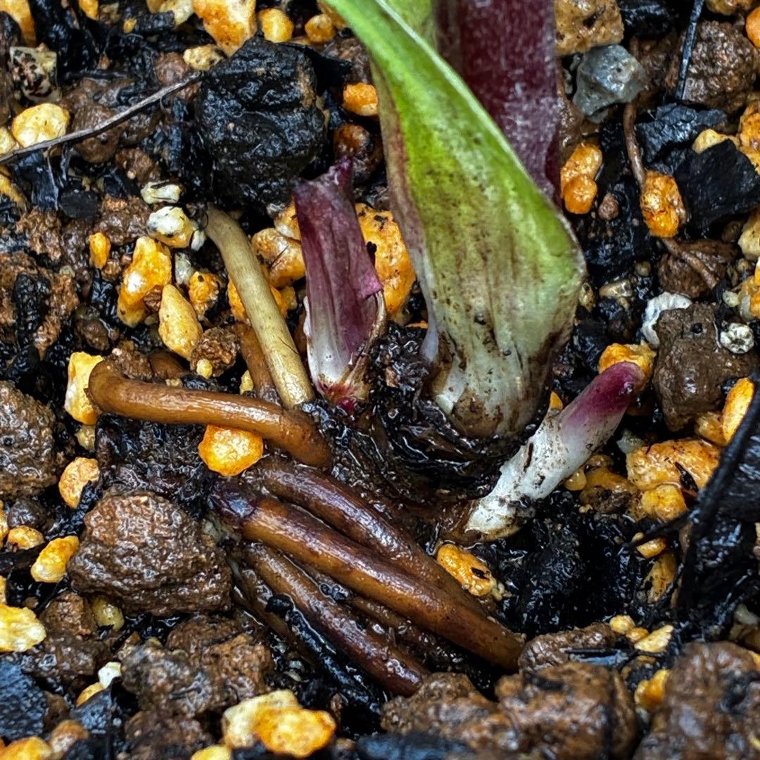 ま*ん様 93☘️蕾花タグ付☘️極上⭐️ベビードール⭐️超小輪コンパクト⭐️大人