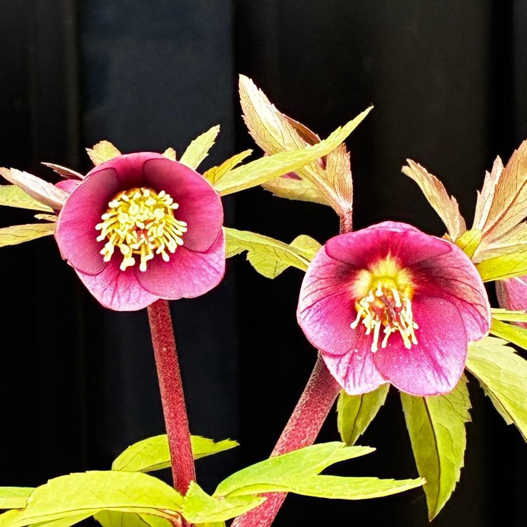 ま*ん様 93☘️蕾花タグ付☘️極上⭐️ベビードール⭐️超小輪コンパクト⭐️大人