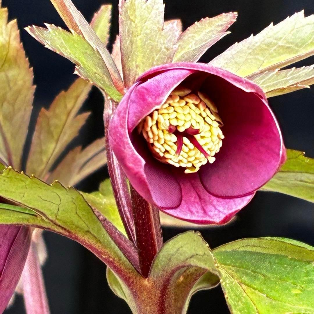 ま*ん様 93☘️蕾花タグ付☘️極上⭐️ベビードール⭐️超小輪コンパクト⭐️大人