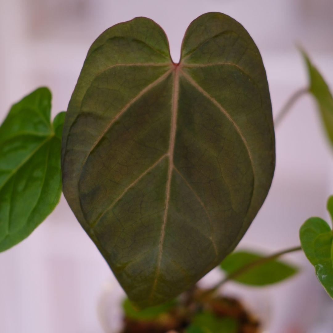 A. kunayalensis × A.Zara Michelle｜アンスリウム