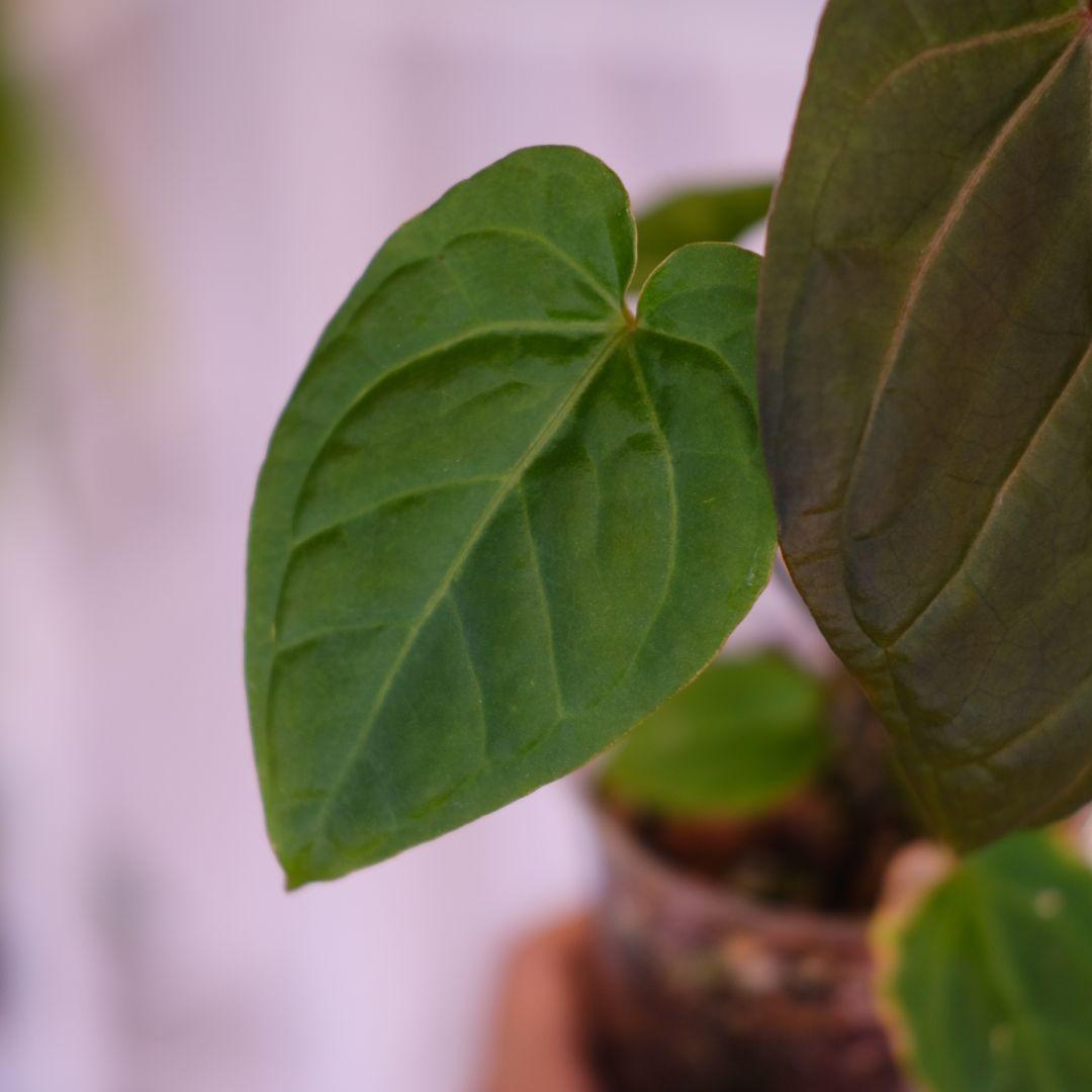 A. kunayalensis × A.Zara Michelle｜アンスリウム