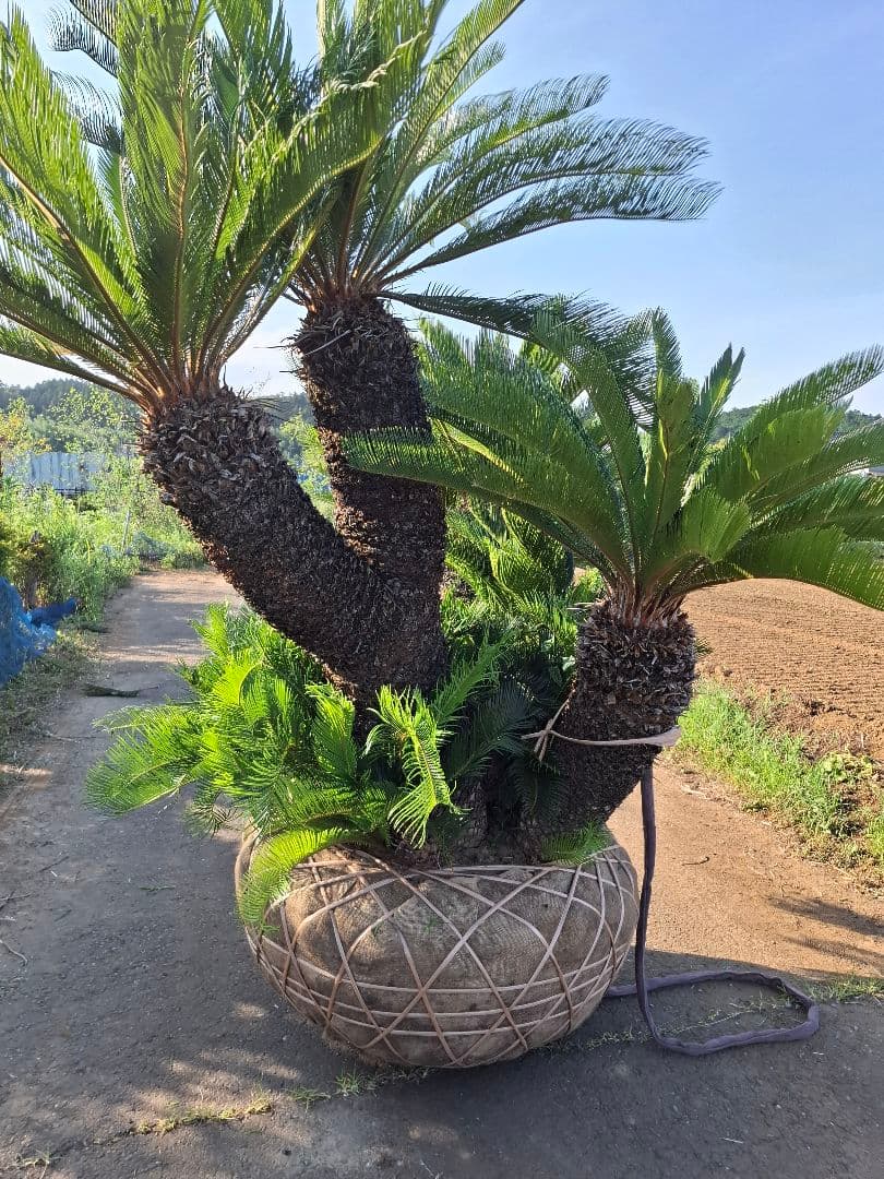 ソテツ ーー蘇鉄 ヤシ ドライガーデン ロックガーデン ーー