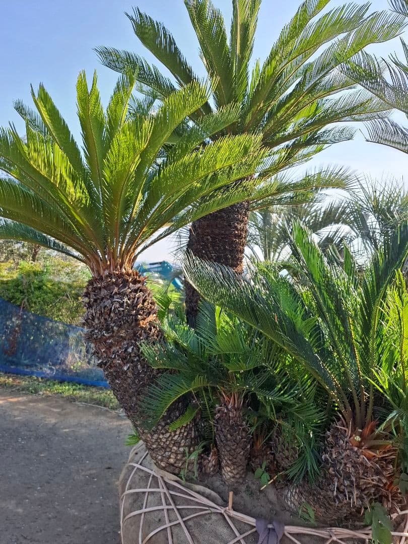 ソテツ ーー蘇鉄 ヤシ ドライガーデン ロックガーデン ーー