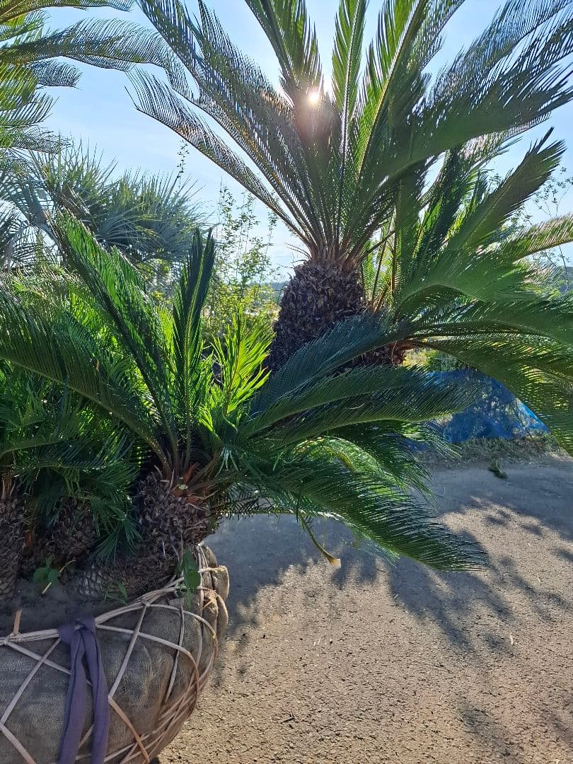 ソテツ ーー蘇鉄 ヤシ ドライガーデン ロックガーデン ーー