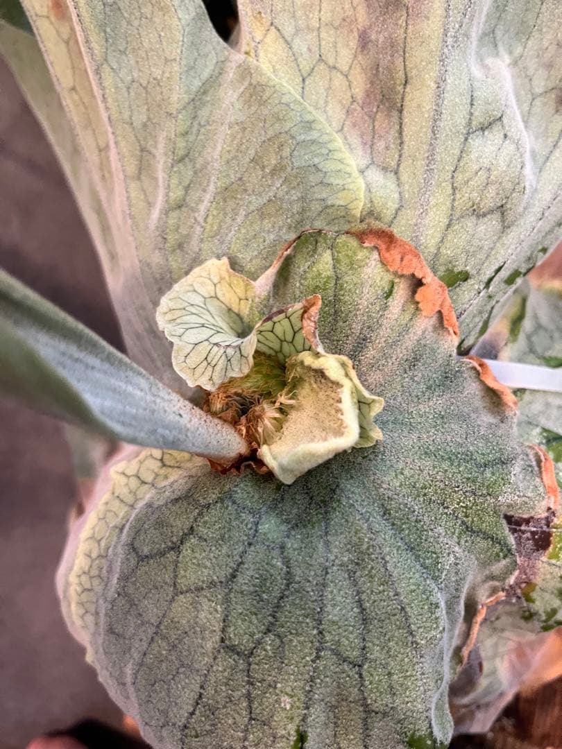 P.GRANDE超大株/美株　グランデ