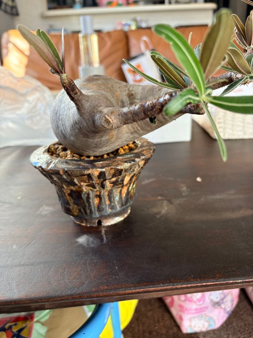 パキポディウムグラキリス　塊根植物　現地株