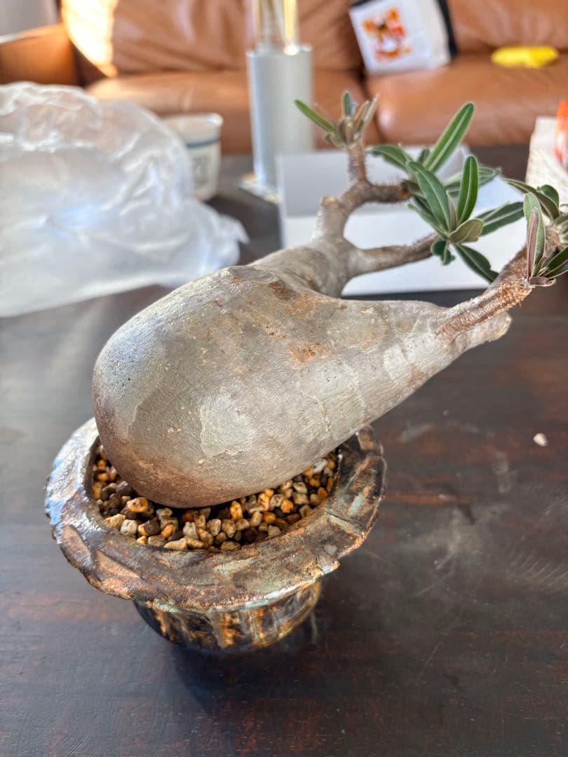 パキポディウムグラキリス　塊根植物　現地株