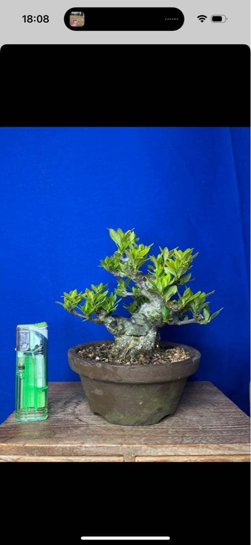 クチナシ　専用