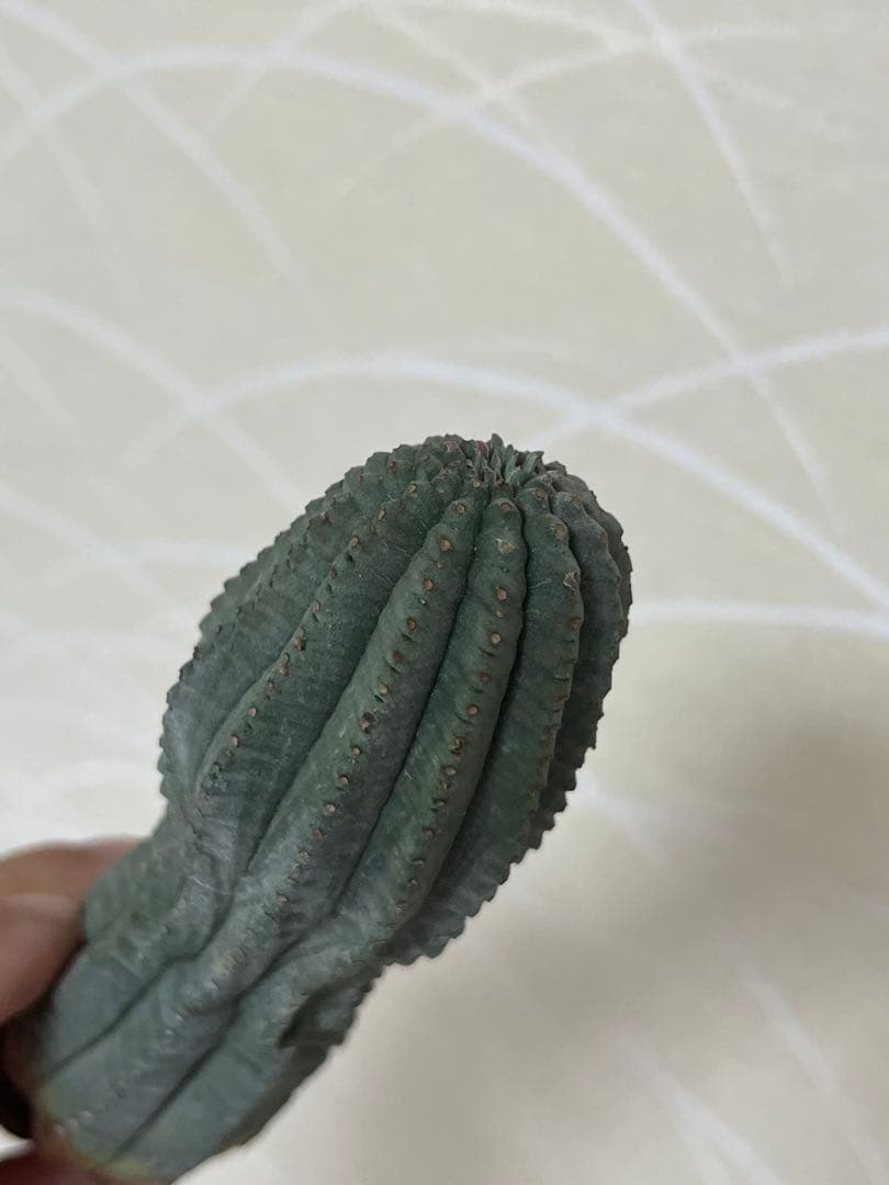 希少 ユーフォルビア 亀甲 オベサ sp