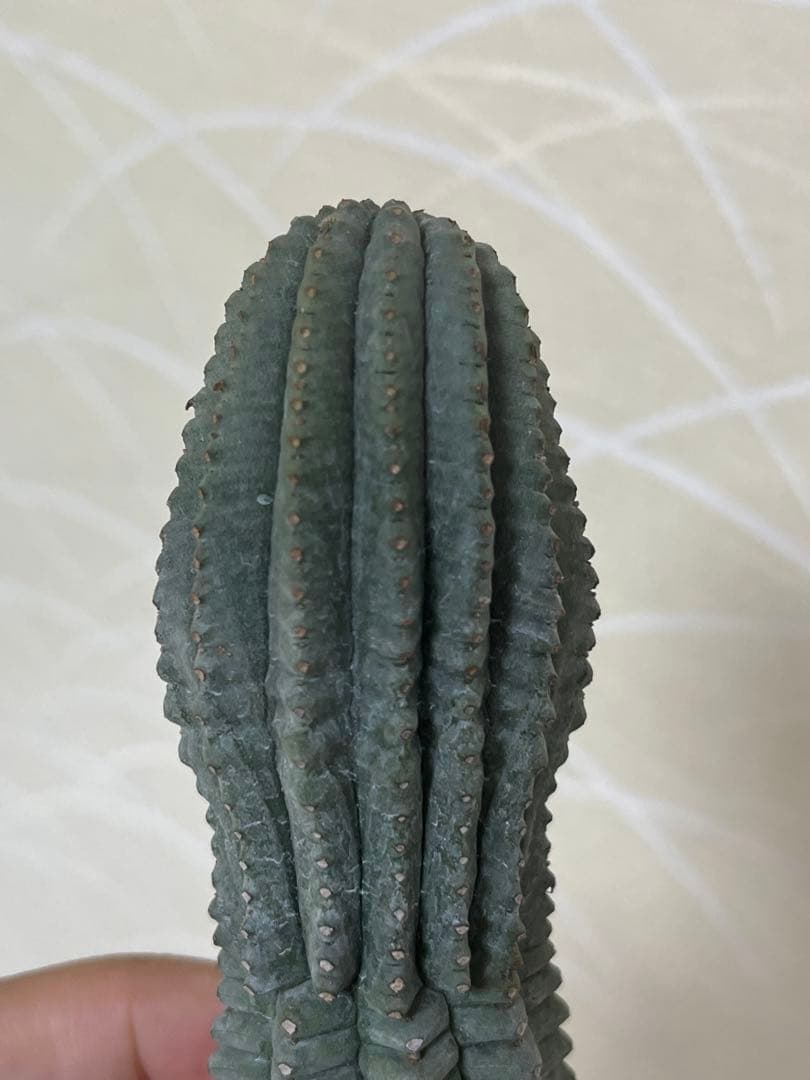 希少 ユーフォルビア 亀甲 オベサ sp