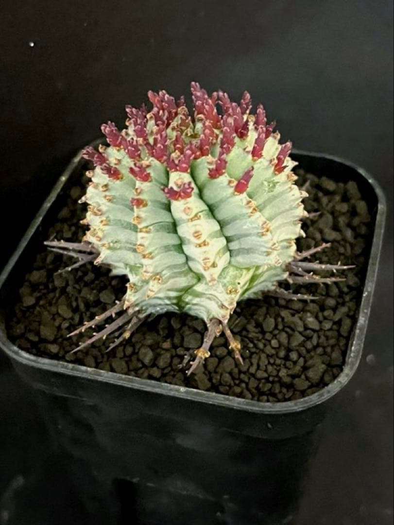 ま*ゃ様 ユーフォルビアホリダ 宇田ゼブラホリダ 純血統 特級ゼブラ斑 大サイズ