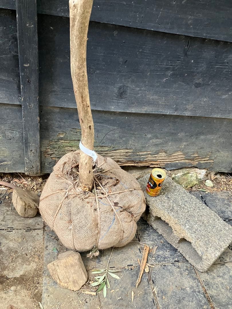 50 山採り　アセビ