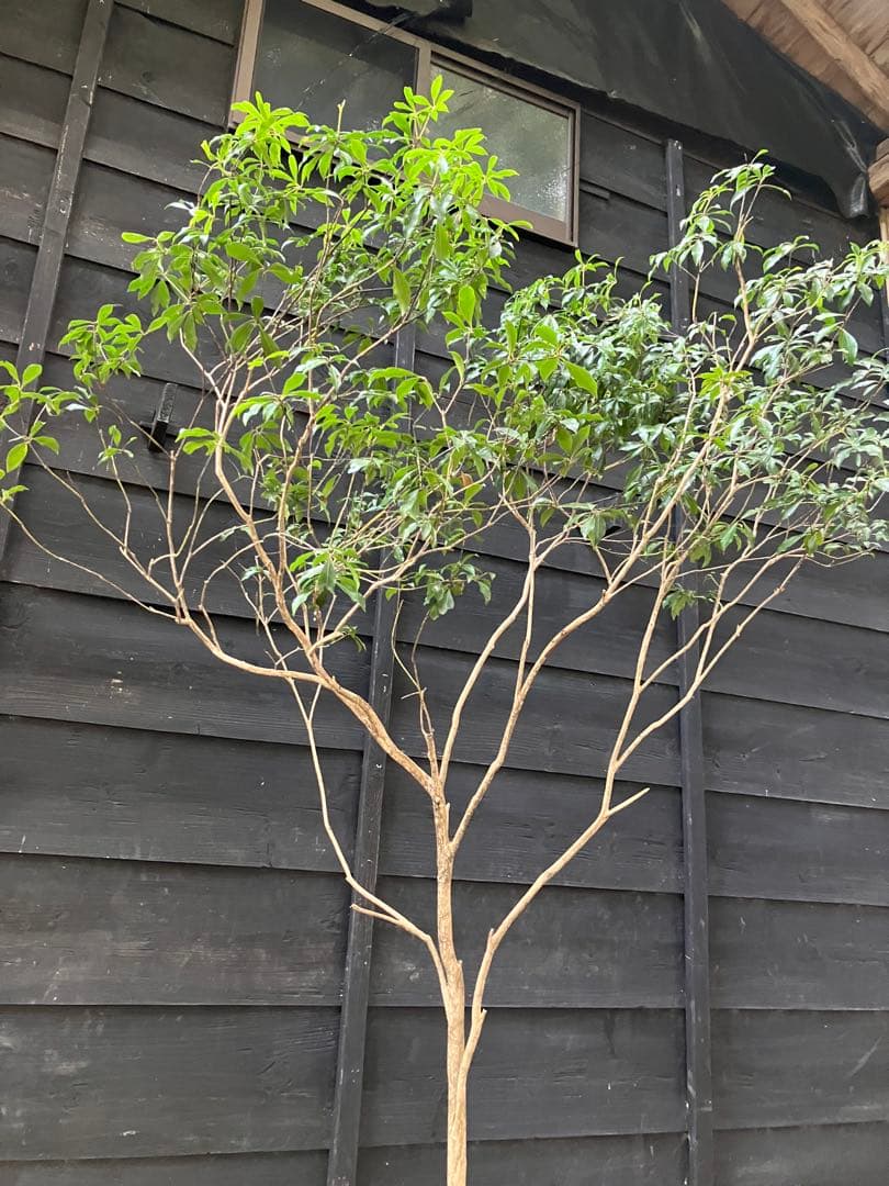 50 山採り　アセビ