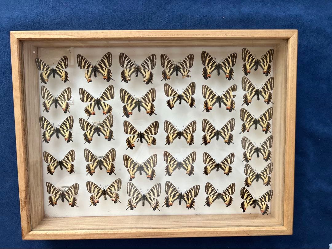 希少蝶の標本 ドイツ木製フレーム付き箱現状品のみ40x30x6cm