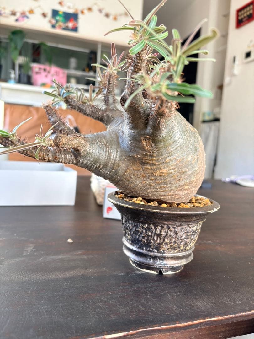 パキポディウムグラキリス　現地株　中型 塊根植物