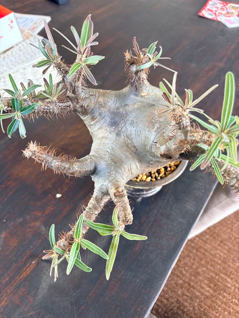 パキポディウムグラキリス　現地株　中型 塊根植物